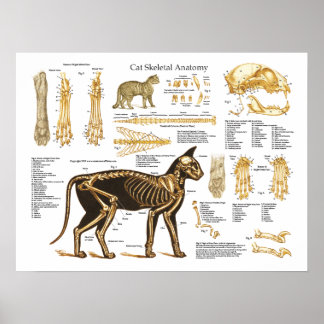 Poster d'anatomie du foetus de chat