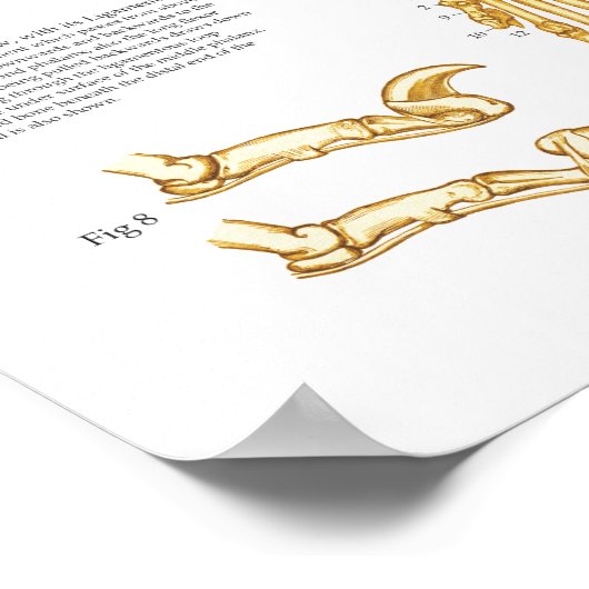 Poster d'anatomie du foetus de chat 24" X 36" (Coin)