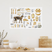 Poster d'anatomie du foetus de chat 24" X 36" (Cuisine)