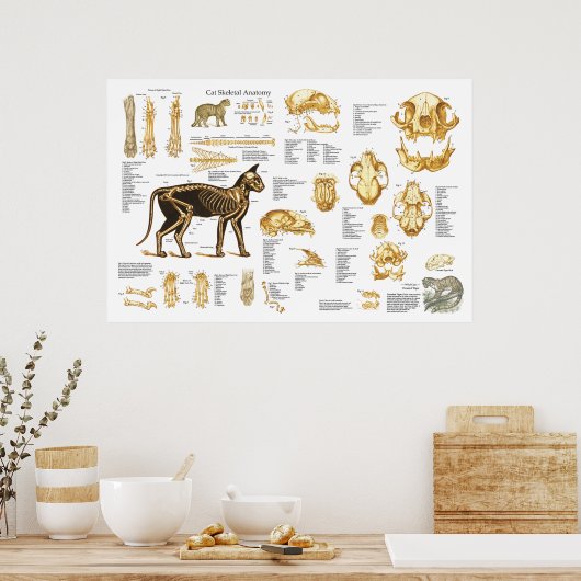 Poster d'anatomie du foetus de chat 24" X 36" (Cuisine)