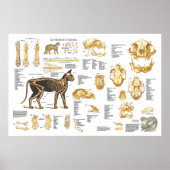 Poster d'anatomie du foetus de chat 24" X 36" (Devant)