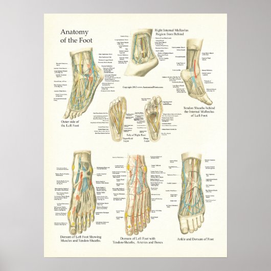 Poster d'anatomie du pied et de la cheville (Devant)
