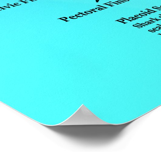 Poster d'anatomie du requin (Coin)