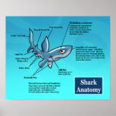 Poster d'anatomie du requin (Devant)