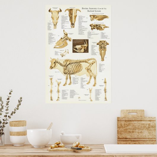 Poster d'anatomie du squelette de la vache Ox Bovi (Cuisine)