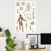 Poster d'anatomie du squelette et du muscle humain (Bureau à domicile)