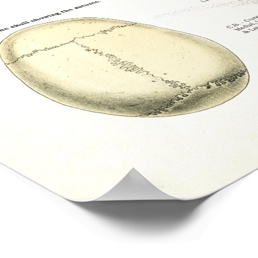 Poster d'anatomie du squelette humain (Coin)