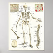 Poster d'anatomie du squelette humain (Devant)