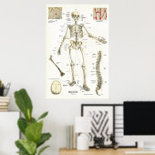 Poster d'anatomie du squelette humain 24 x 36 (Bureau à domicile)