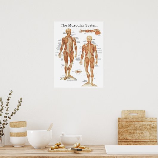Poster d'anatomie du système musculaire 18 X 24 (Cuisine)