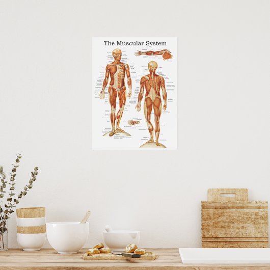 Poster d'anatomie du système musculaire 18 X 24 (Cuisine)
