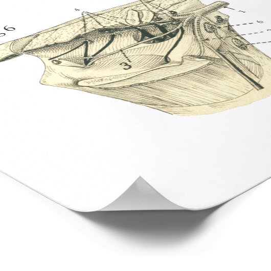 Poster d'anatomie du système nerveux de la vache b (Coin)