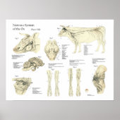 Poster d'anatomie du système nerveux de la vache b (Devant)