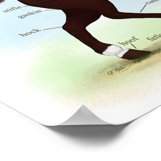 Poster d'anatomie équine Brown pour chevaux (Coin)