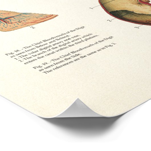 Poster d'anatomie équine Cheval grand format (Coin)