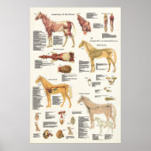 Poster d'anatomie équine Cheval grand format (Devant)