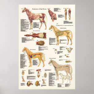 Poster d'anatomie équine Cheval grand format