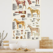 Poster d'anatomie équine Cheval grand format (Cuisine)