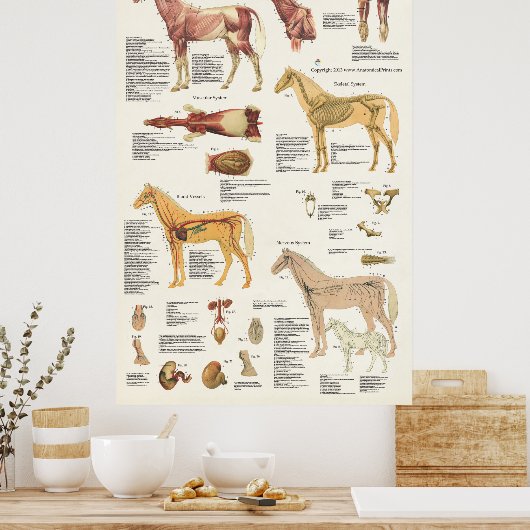 Poster d'anatomie équine Cheval grand format (Cuisine)