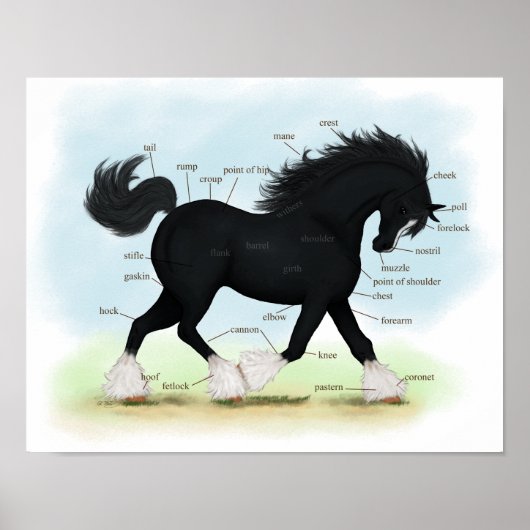 Poster d'anatomie équine du cheval noir Shire (Devant)