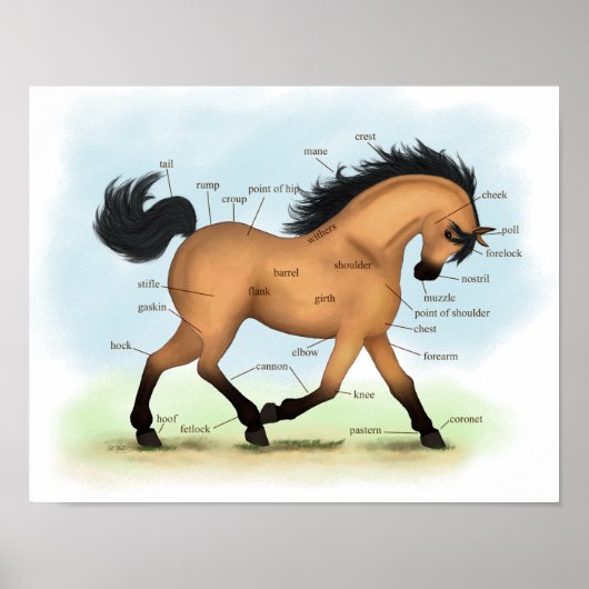 Poster d'anatomie équine éducative du Cheval Bucks (Devant)