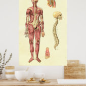 Poster d'anatomie féminine des muscles et de la co (Cuisine)