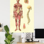 Poster d'anatomie féminine des muscles et de la co (Bureau à domicile)