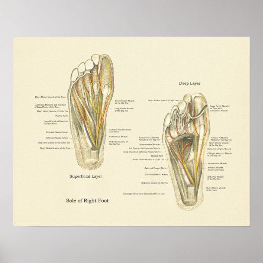 Poster d'anatomie interne du pied (Devant)