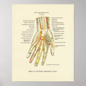 Poster d'anatomie interne main et poignet (Devant)