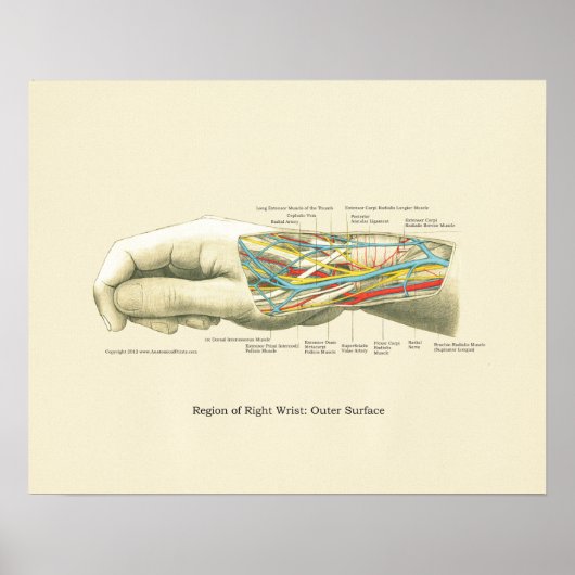 Poster d'anatomie interne main et poignet (Devant)