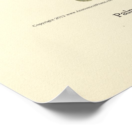 Poster d'anatomie interne main et poignet (Coin)