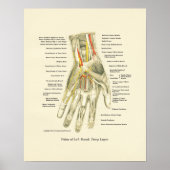 Poster d'anatomie interne main et poignet (Devant)