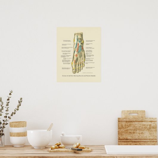 Poster d'anatomie interne Pied & Ankle (Cuisine)