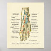 Poster d'anatomie interne Pied & Ankle (Devant)