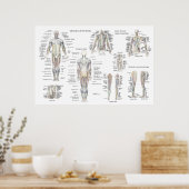 Poster d'anatomie musculaire - Antérieur, postérie (Cuisine)