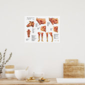 Poster d'anatomie musculaire de la vache bovine (Cuisine)
