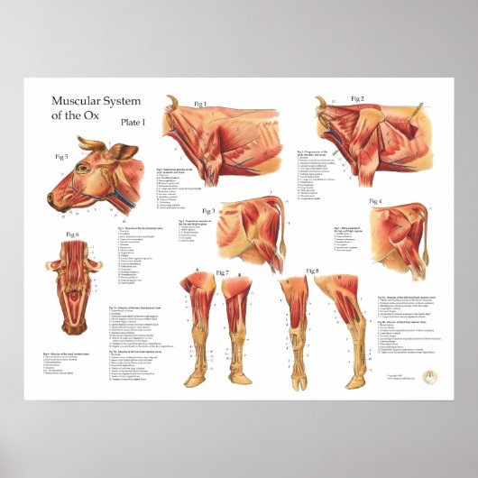 Poster d'anatomie musculaire de la vache bovine (Devant)