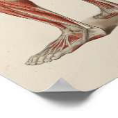 Poster d'anatomie musculaire humaine (Coin)