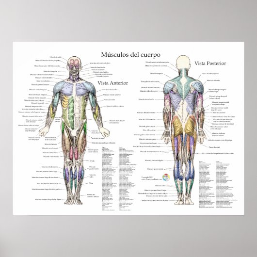 Poster d'anatomie musculaire humaine espagnole (Devant)