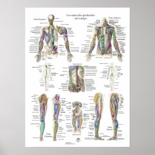 Poster d'anatomie musculaire profonde humaine espa