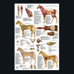 Poster d'anatomie squelettique du muscle vétérinai<br><div class="desc">L'affiche montre le système musculaire avec les principaux muscles du corps et les muscles profonds du cou. Le système circulatoire et le système squelettique avec les principaux os du corps. Les nerfs superficiels. Vue latérale des organes internes et vue ventrale des intestins. Étiqueté avec des descriptions.</div>