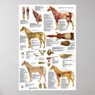 Poster d'anatomie squelettique du muscle vétérinai