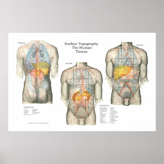 Poster d'anatomie sur la topographie humaine (Devant)