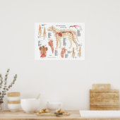 Poster d'anatomie vasculaire de chien 18" X 24" (Cuisine)