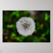 Poster Dandelion, (Devant)