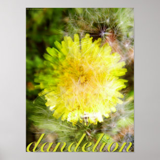 Poster Dandelion