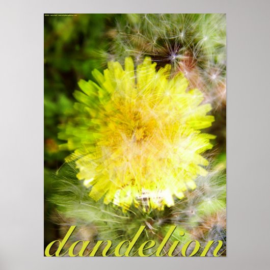 Poster Dandelion (Devant)