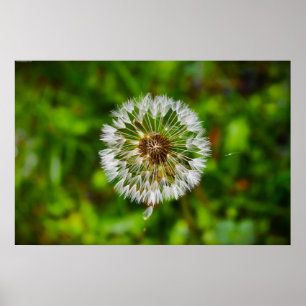 Poster Dandelion,