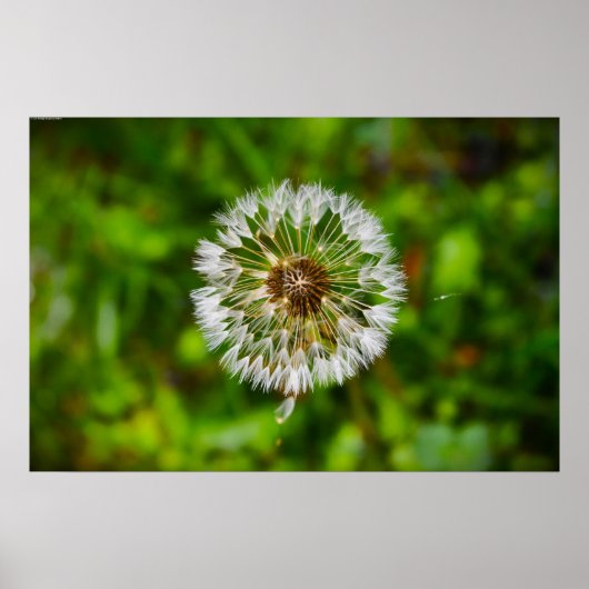 Poster Dandelion, (Devant)