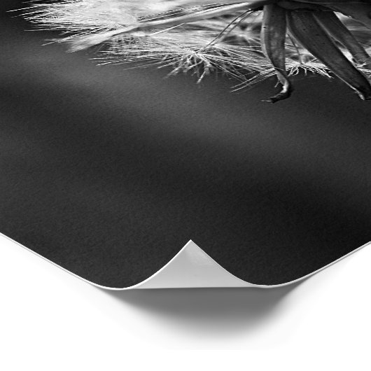 Poster Dandelion (Coin)